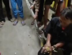 Penemuan Ular Sanca Kembang Gegerkan Warga Jatinangor Sumedang