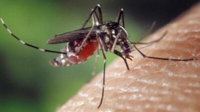 Waspada, 537 Kasus DBD Terjadi di Sumedang, 2 Diantaranya Meninggal Dunia