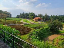 Menikmati Pesona Alam dan Aktivitas Menarik di Kuntum Farmfield: Destinasi Wisata Asri di Jawa Barat