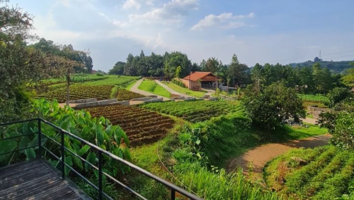Kuntum Farmfield Jawa Barat