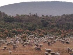 Wisata Cianjur Jawa Barat: Pesona Alam yang Menakjubkan