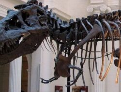 Museum Zoologi Jawa Barat: Menyelami Keajaiban Alam Indonesia