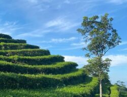 7 Destinasi Wisata Menarik di Salatiga, Jawa Tengah: Keindahan Alam dan Sejarah yang Memukau