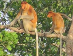 Menjelajahi Keindahan Kota Penajam Kalimantan Timur: Destinasi Wisata yang Menarik