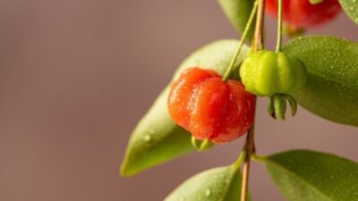 manfaat kesehatan buah Dewandaru