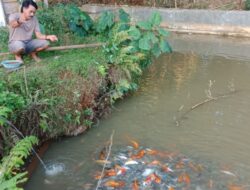 Tekan Stunting, Kades di Sumedang Ini Rela Berikan Ikan Secara Gratis ke Masyarakat