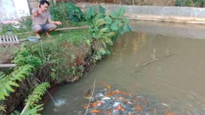 Tekan Stunting, Kades di Sumedang Ini Rela Berikan Ikan Secara Gratis ke Masyarakat
