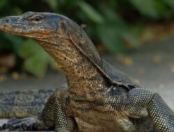 Manfaat Daging Biawak untuk Kesehatan: Mitos atau Fakta?