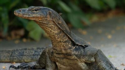 Manfaat Daging Biawak