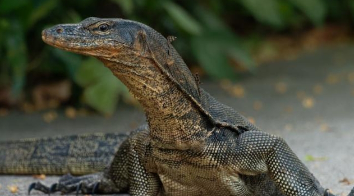 Manfaat Daging Biawak