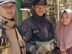 Tersengat Listrik, Tim Rescue Evakuasi Kukang Jawa dari Permukiman di Baleendah