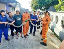 Menegangkan! Damkar Turun Tangan Evakuasi Ular Sanca 2,7 Meter di Cipageran