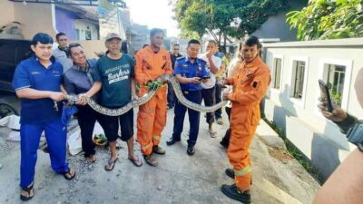 Menegangkan! Damkar Turun Tangan Evakuasi Ular Sanca 2,7 Meter di Cipageran