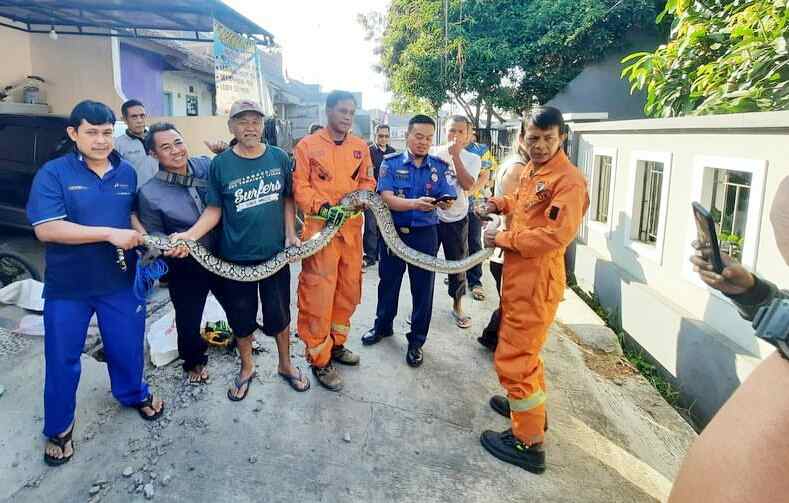 Ular Sanca di Cipageran