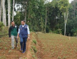 Peneliti ITB: Ubi Cilembu Sumedang Bukan Ubi Biasa