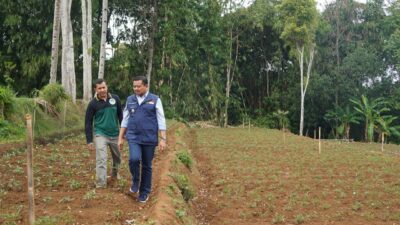 Peneliti ITB: Ubi Cilembu Sumedang Bukan Ubi Biasa