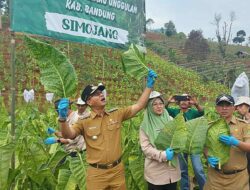 3 Varietas Tembakau Kabupaten Bandung Diklaim Terbaik dan Diakui Dunia