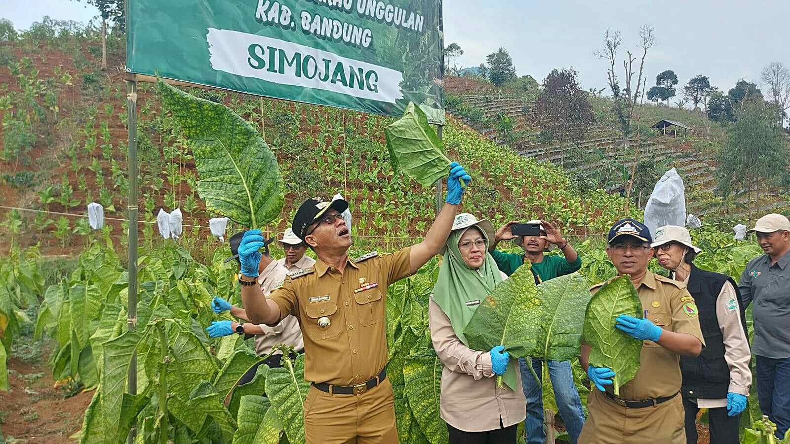 Tembakau Kabupaten Bandung