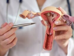 Peran Penting Sel Telur dalam Reproduksi dan Kesuburan Wanita
