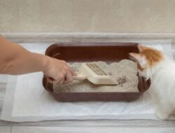 Pentingnya Membersihkan Kotak Kotoran Kucing dengan Benar: Tips dan Langkah-Langkah