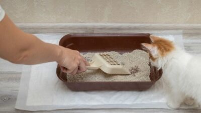 Membersihkan Kotak Kotoran Kucing