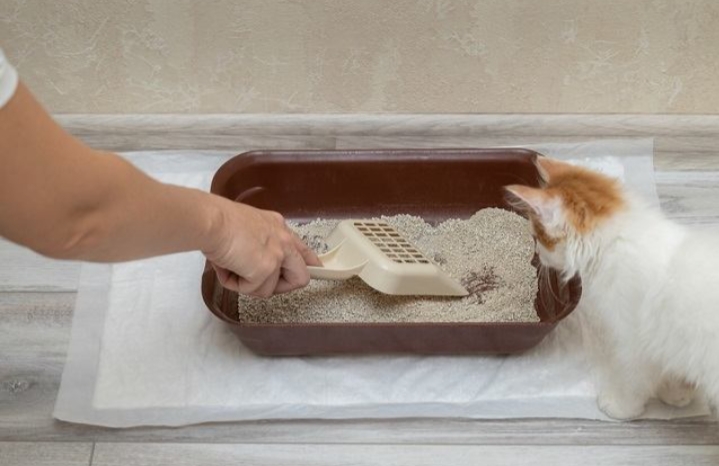 Membersihkan Kotak Kotoran Kucing