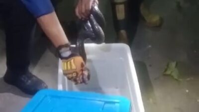 Hanya 5 Menit, Tim Damkar Evakuasi Ular Kobra Jawa yang Masuk Pemukiman Warga di Sumedang