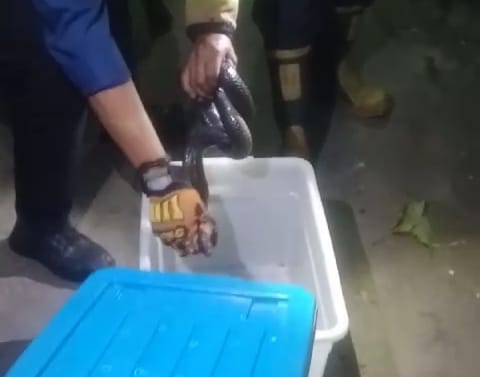 Evakuasi Ular di Pemukiman