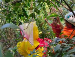 Gagal Mendarat, Dua Atlet Paralayang di Sumedang Tersangkut di Atas Pohon