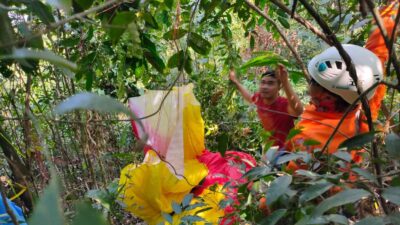 Atlet Paralayang Tersangkut di Pohon