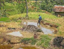 Kekeringan Lahan Pertanian di Kabupaten Bandung di Depan Mata