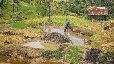 Kekeringan Lahan Pertanian di Kabupaten Bandung di Depan Mata