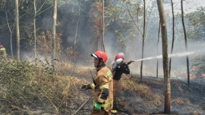 Kebun Bambu terbakar