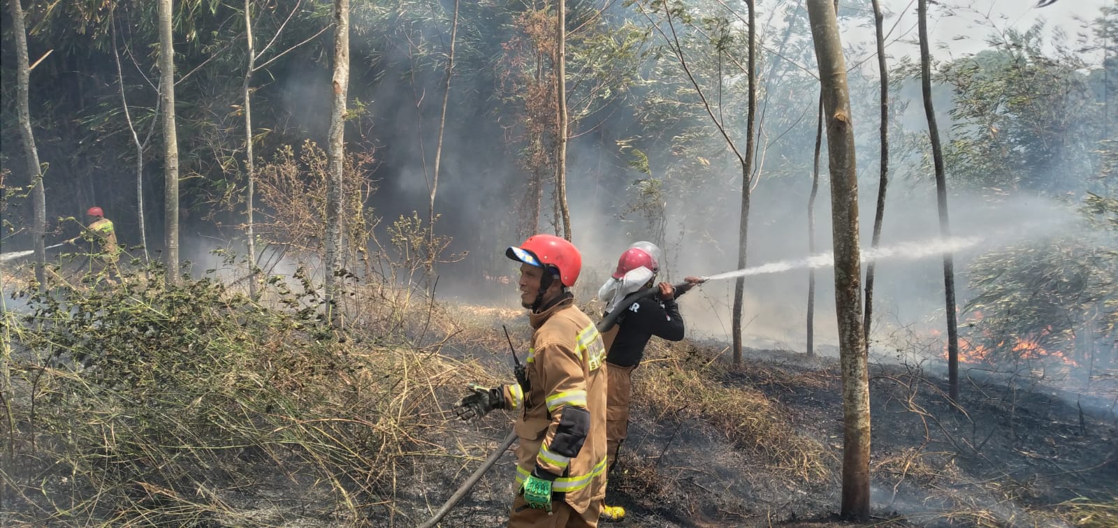 Kebun Bambu terbakar