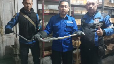 Ular King Koros Masuk Bengkel Motor di Conggeang Sumedang, Tim Damkar Butuh 30 Menit untuk Evakuasi