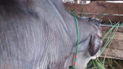 Maling Sapi
