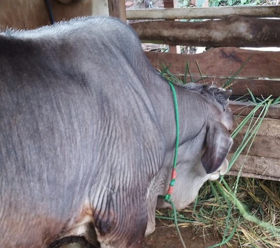 Maling Sapi