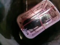 Tim Damkar Sumedang Evakuasi Kucing di Sumur Sedalam 10 Meter Lebih