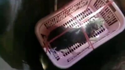 Tim Damkar Sumedang Evakuasi Kucing di Sumur Sedalam 10 Meter Lebih
