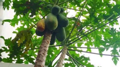 Mitos Larangan Menanam Pohon Pepaya di Depan Rumah, Ini Alasannya