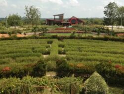 Menjelajahi Keindahan Alam Kalimantan Selatan di Kebun Raya Banua