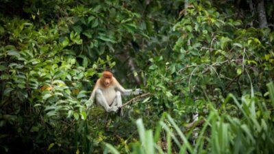 Pulau Kaget Asylum Margasatwa