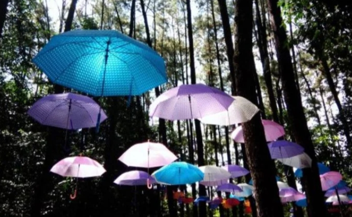 Hutan Pinus Mentaos Banjarmasin