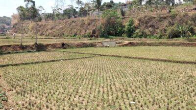 Sawah Cimanggung Kekeringan