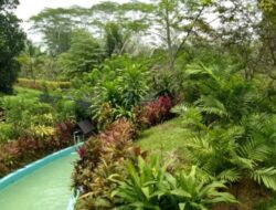 Jungle Water World Samarinda: Petualangan Seru di Hutan Tropis Kalimantan Timur