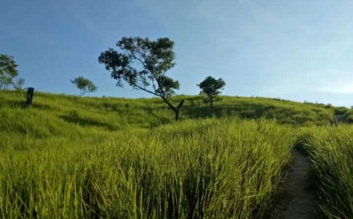 Bukit Alpha/(Borneo)