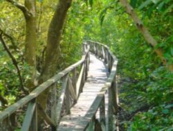 Hutan Bakau Margomulyo, Balikpapan, Kalimantan Timur: Keindahan dan Keunikan Alam
