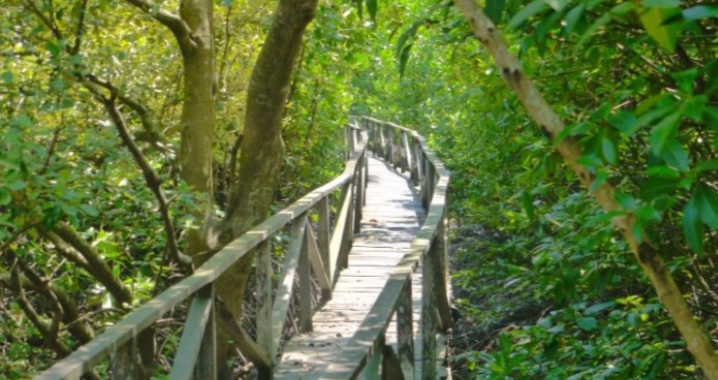 Hutan Bakau Margomulyo/(Borneo)