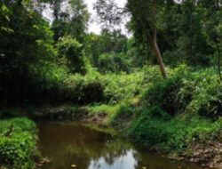 Hutan Lindung Sungai Wain: Wisata Keindahan Alam Kalimantan Timur