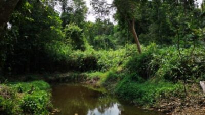 Hutan Lindung Sungai Wain: Wisata Keindahan Alam Kalimantan Timur
